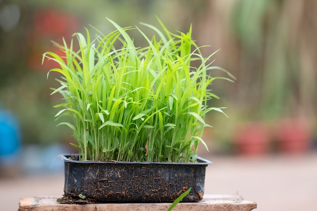 Pianta del Sudangrass delle piantine del miglio del primo piano