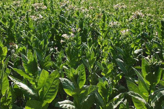 Pianta del tabacco in fiore al pascolo