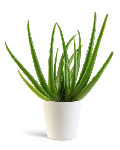 Pianta dell'aloe vera con il vaso bianco isolato