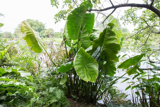 Pianta dell'orecchio di elefante che cresce in un giardino tropicale, messa a fuoco selettiva