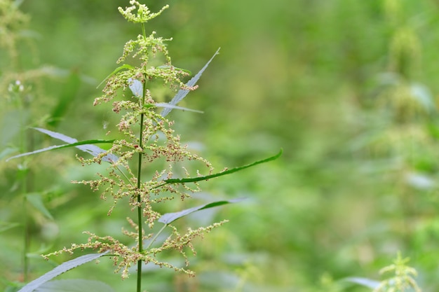 Pianta dell&#39;ortica su priorità bassa dell&#39;erba vaga. Ortica in natura