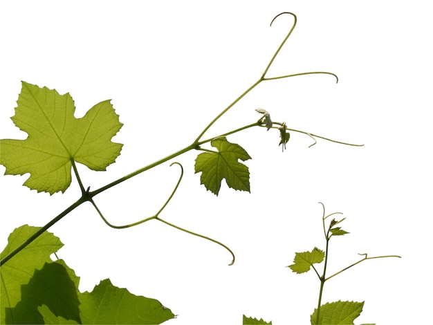 Pianta della vite Vitis vinifera