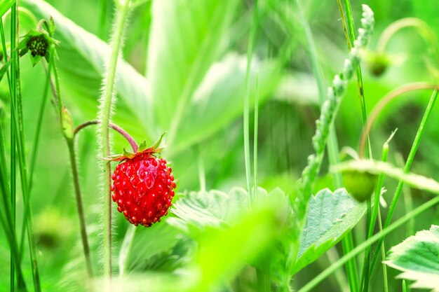 Pianta delle fragole di bosco con la bacca matura rossa