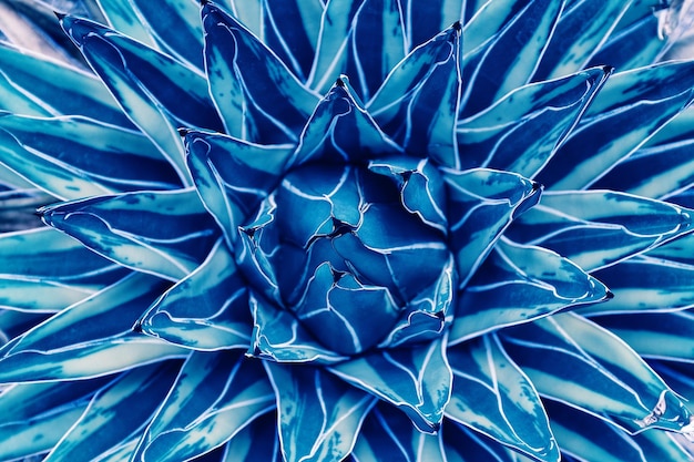 pianta di agave, astratto sfondo blu