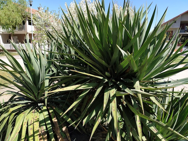 Pianta di agave con foglie lunghe Diversi cespugli di agave Giardinaggio di parchi appezzamenti personali e cortili Sempreverde