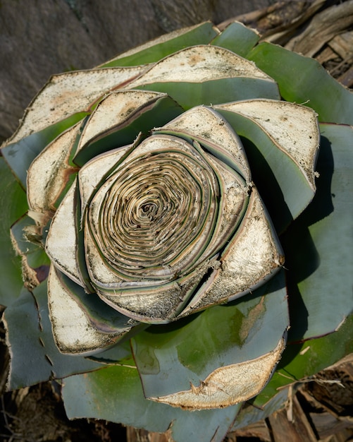 Pianta di agave pitera dal nucleo mediterraneo