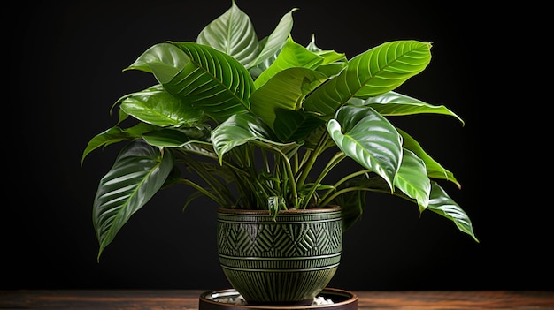 Pianta di Alocasia 'Regal Shield' su un vaso su sfondo bianco