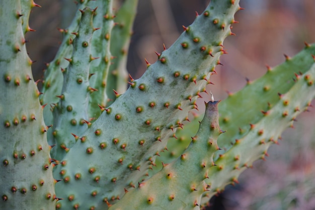 Pianta di aloe nel primo piano della natura Cactus e pianta d'appartamento succulenta