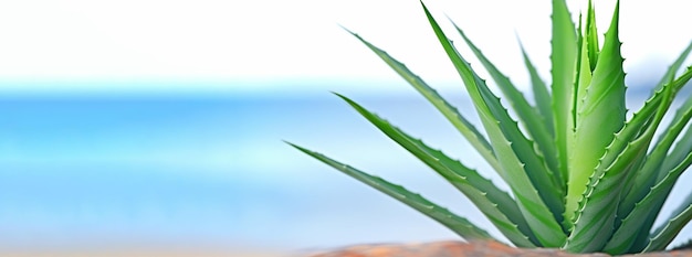 Pianta di aloe sulla spiaggia