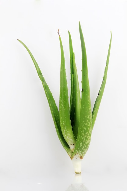 Pianta di aloe vera che ha molti benefici per la salute