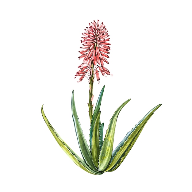 Pianta di aloe vera con fiore in stile acquerello