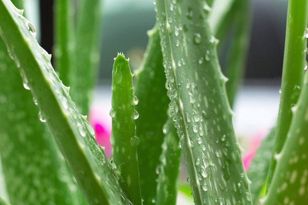 Pianta di aloe vera con vicino colpo.