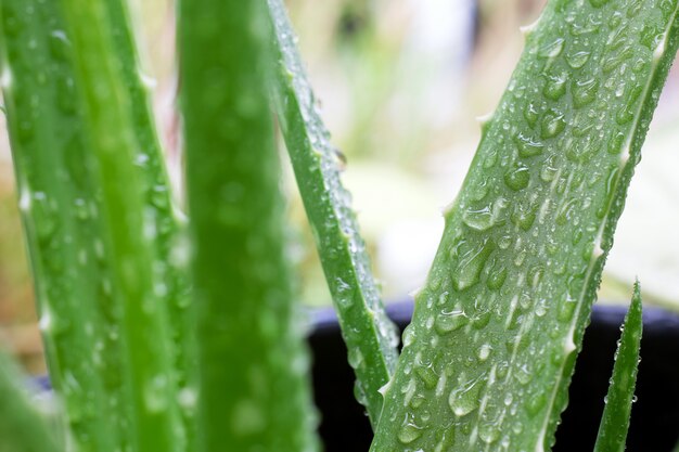 Pianta di aloe vera con vicino colpo.