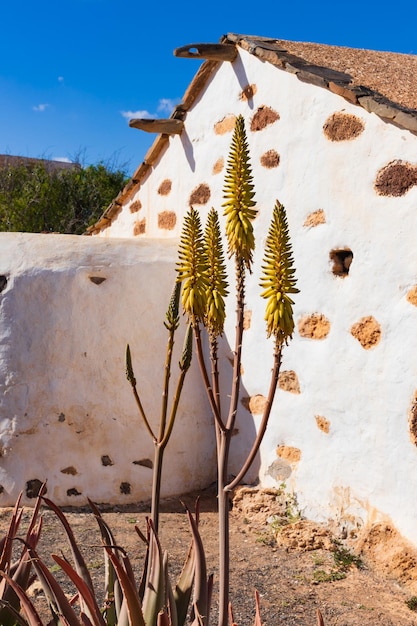 Pianta di aloe vera e muro bianco nelle Isole Canarie Spagna