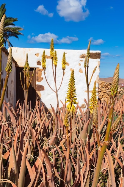 Pianta di aloe vera in fiore, Fuerteventura, Isole Canarie, Spagna