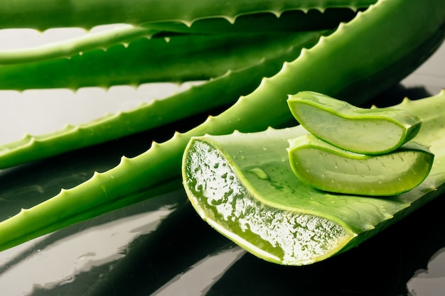 Pianta di aloe vera