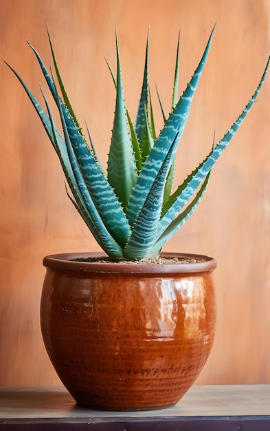 Pianta di aloe vera