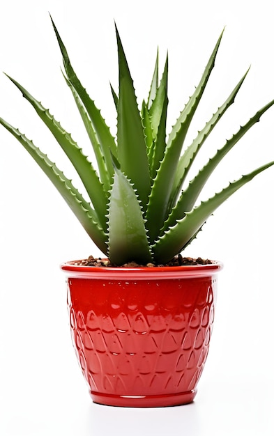 Pianta di aloe vera