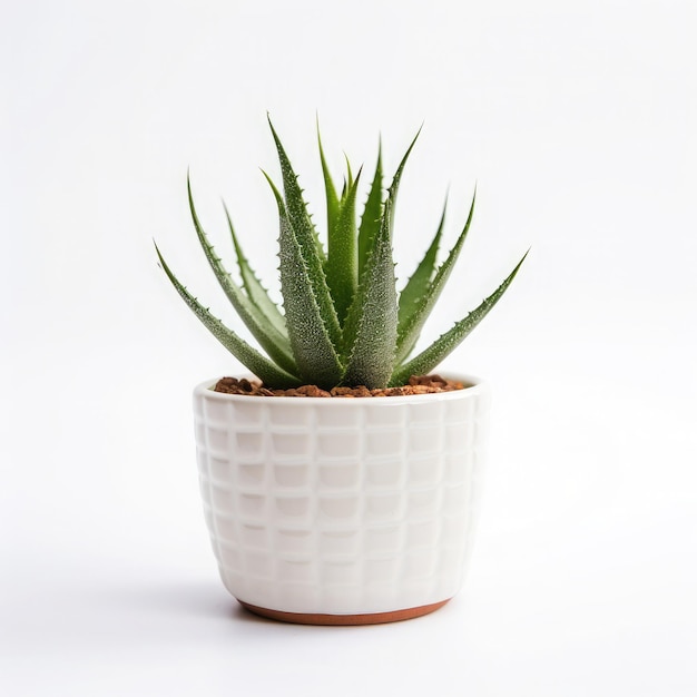 pianta di aloe