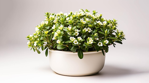 Pianta di Alyssum su una pentola su sfondo bianco