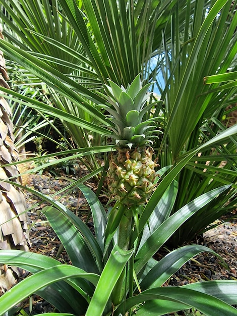 Pianta di ananas