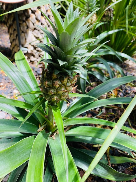 Pianta di ananas