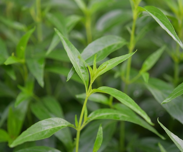 Pianta di Andrographis paniculata su sfondo bianco