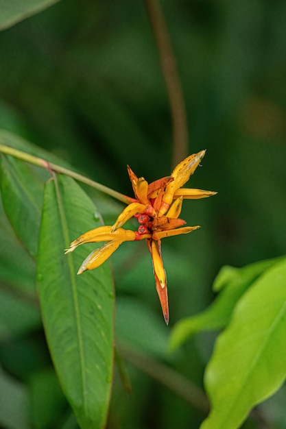 Pianta di angiosperme in fiore