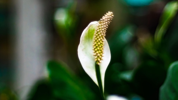 Pianta di anthurium bianco