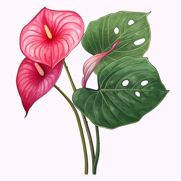 Pianta di anthurium su uno sfondo trasparente