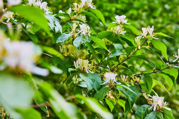 Pianta di arbusto di cappuccio fiori bianchi fondo verde chiaro
