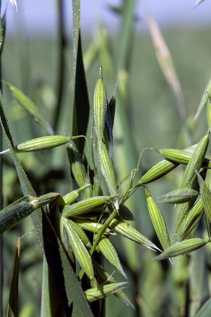 Pianta di avena durante la coltivazione in campo in estate