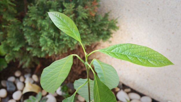 Pianta di avocado bambino cresciuto da seme con stuzzicadenti, giardino di casa