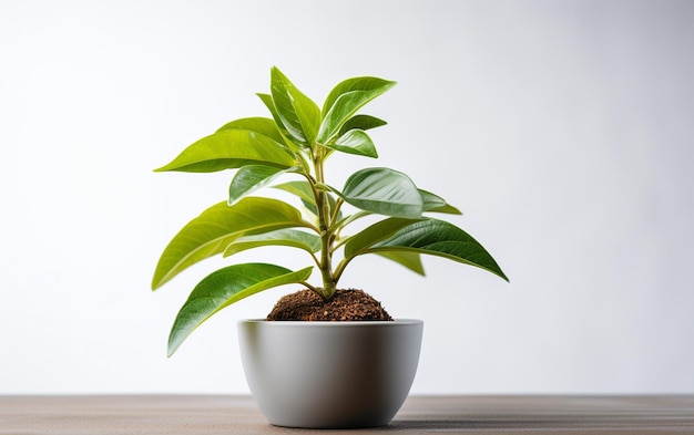 Pianta di avocado su sfondo bianco