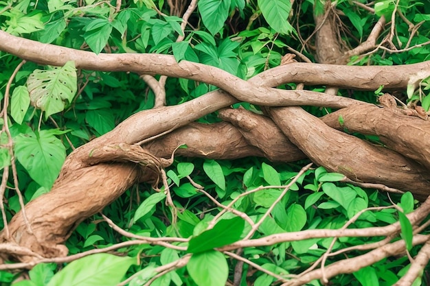 Pianta di Ayahuasca con rami e foglie