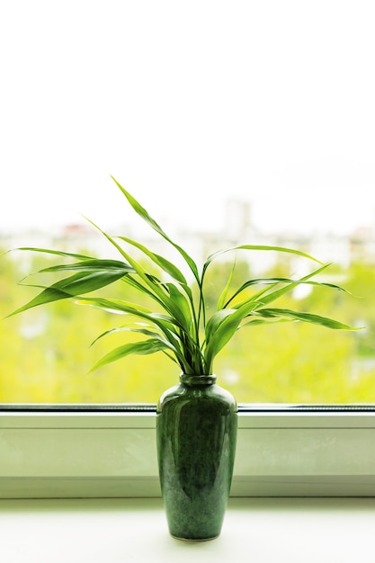 Pianta di bambù Dracaena Sanderiana in vaso verde sul davanzale della finestra della stanza sullo sfondo naturale della città sfocata. Avvicinamento. Messa a fuoco selettiva. Copia spazio