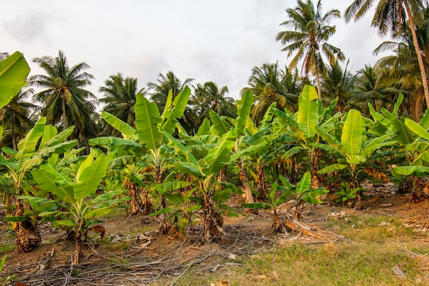 pianta di banana