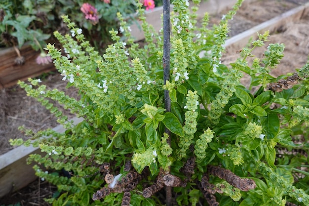 pianta di basilico con fiori che si asciuga per formare semi di basilice nell'orto vegetale