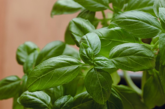 Pianta di basilico con sfondo sfocato Spazio di copia