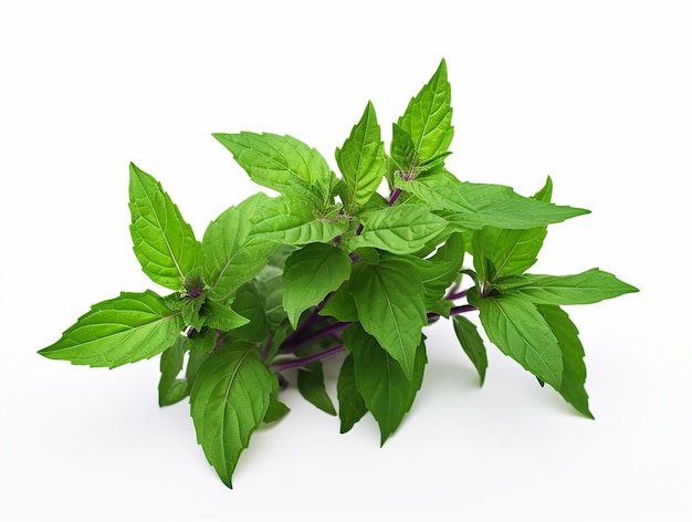 Pianta di basilico o di tulsi sacro su sfondo bianco di alta qualità