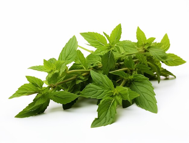 Pianta di basilico o di tulsi sacro su sfondo bianco di alta qualità