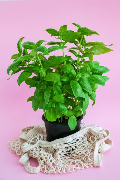 Pianta di basilico verde fresco in vaso nero con un sacchetto di corda