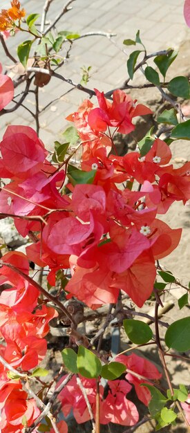 Pianta di bougainvillea glabra scattata da vicino