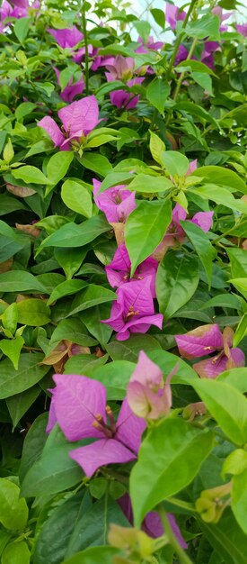 Pianta di bougainvillea glabra