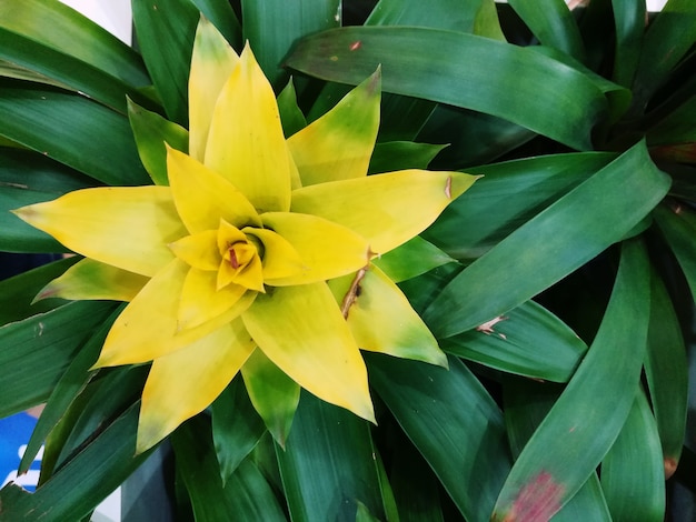 Pianta di Bromelia