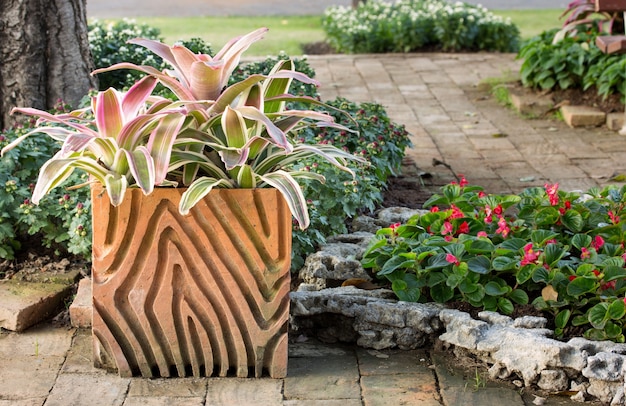 pianta di bromeliad in vaso in giardino all&#39;aperto