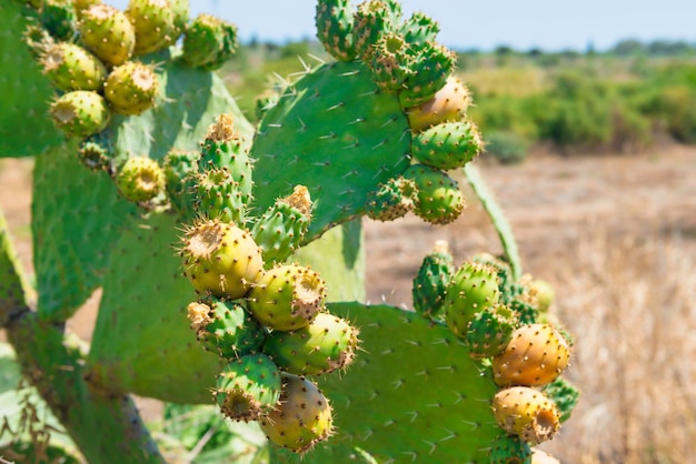 Pianta di cactus con frutti