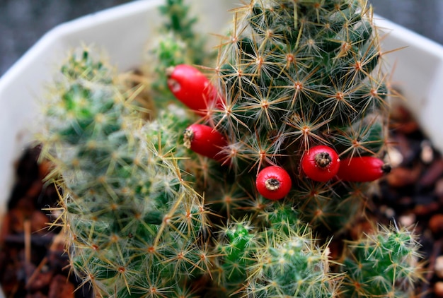 Pianta di cactus dai capelli castani e frutti rossi.