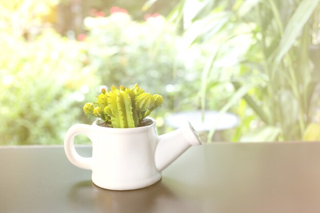 pianta di cactus falso in vaso bianco sul tavolo di vetro