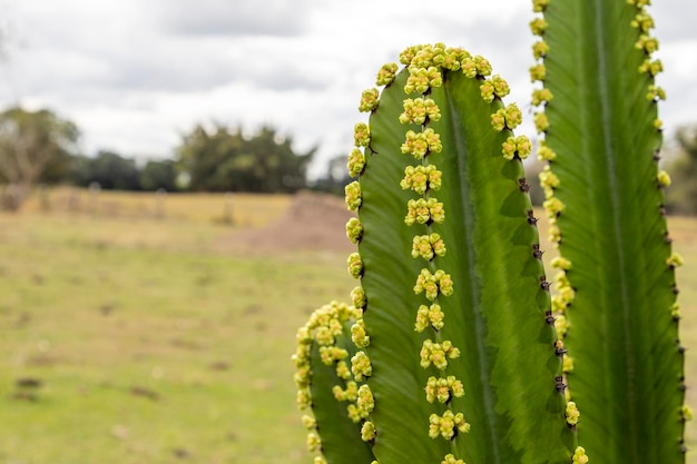 Pianta di cactus in fiore con del paesaggio rurale